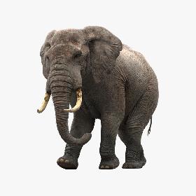 Elephant Animated